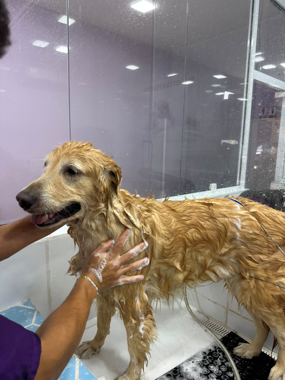 Golden retriever durante o banho