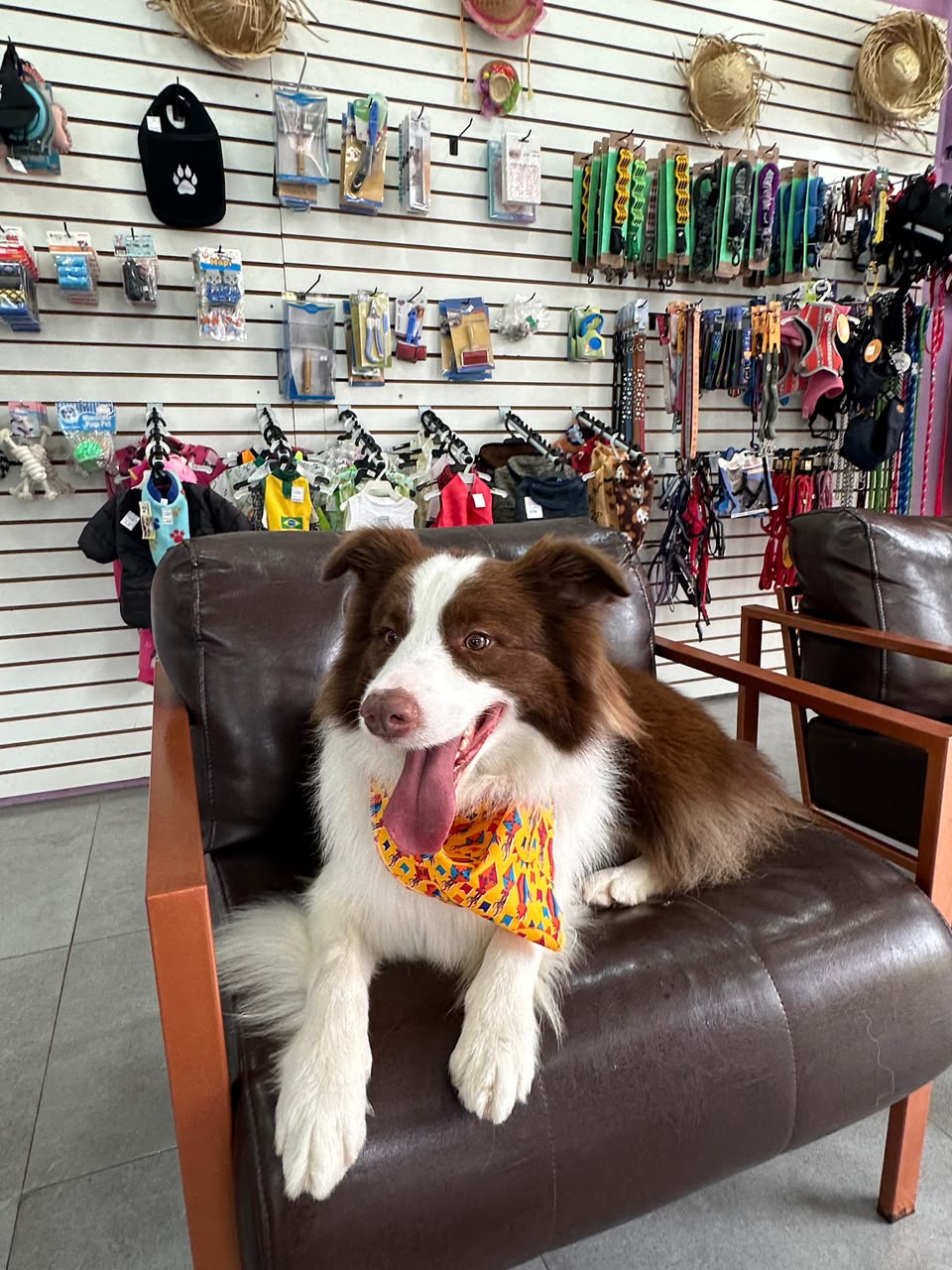Border collie na poltrona da LabellaPets
