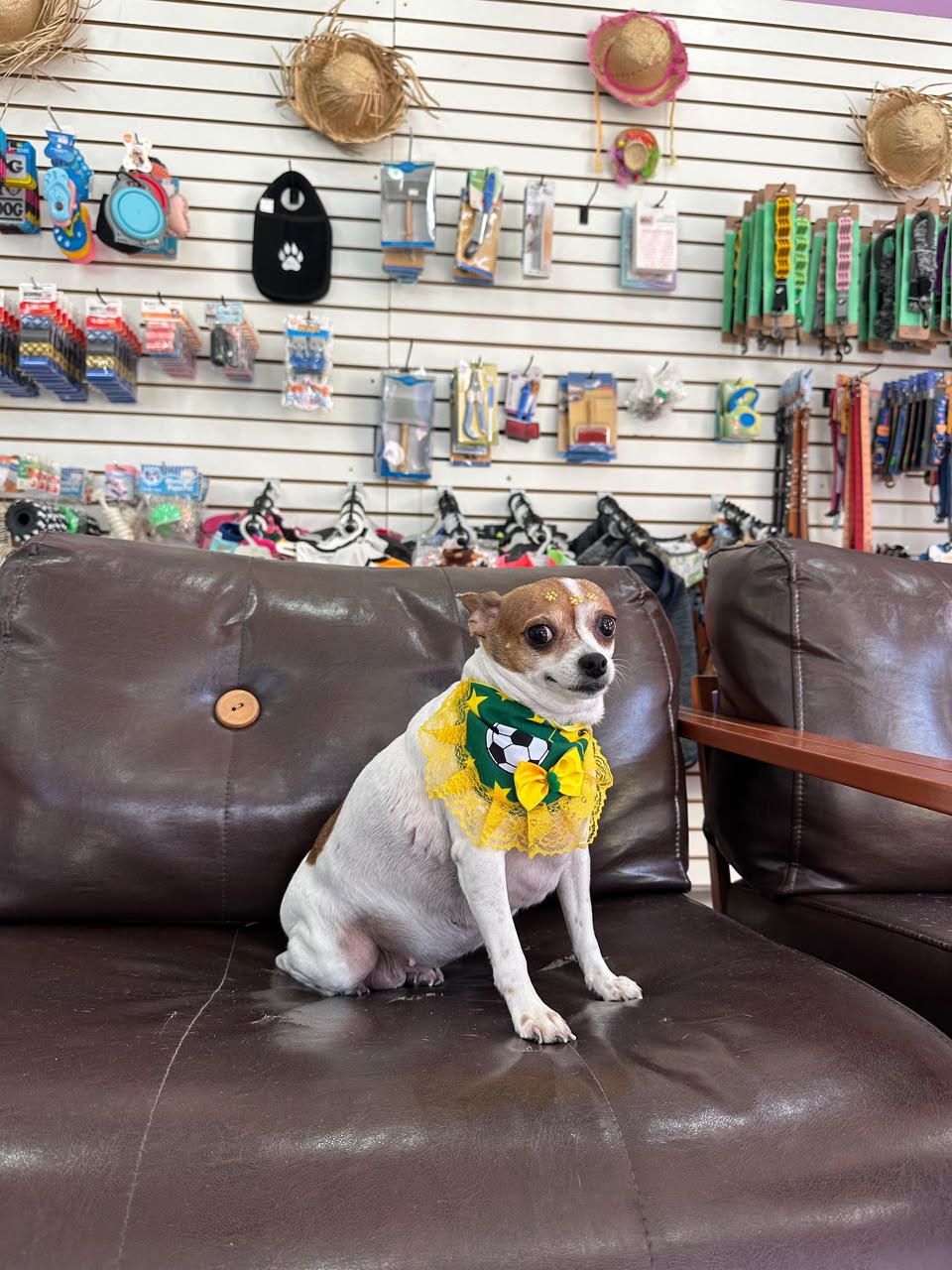 Cachorro com acessório brasileiro na LabellaPets
