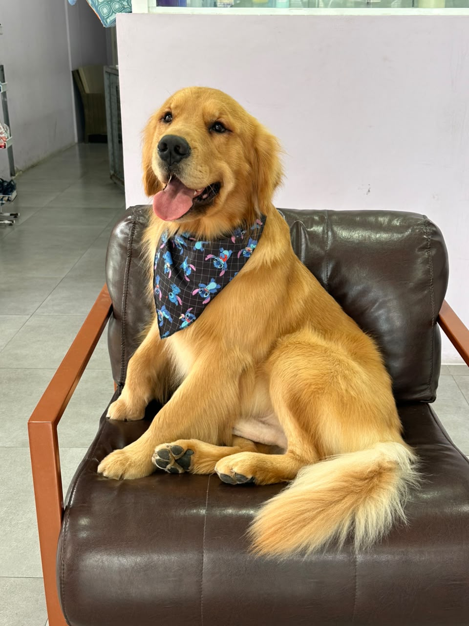 Golden retriever na recepção da LabellaPets