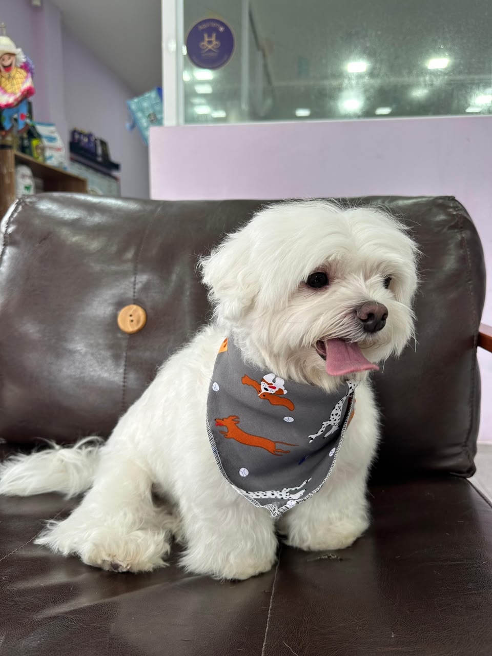 Cachorro branco com bandana na LabellaPets