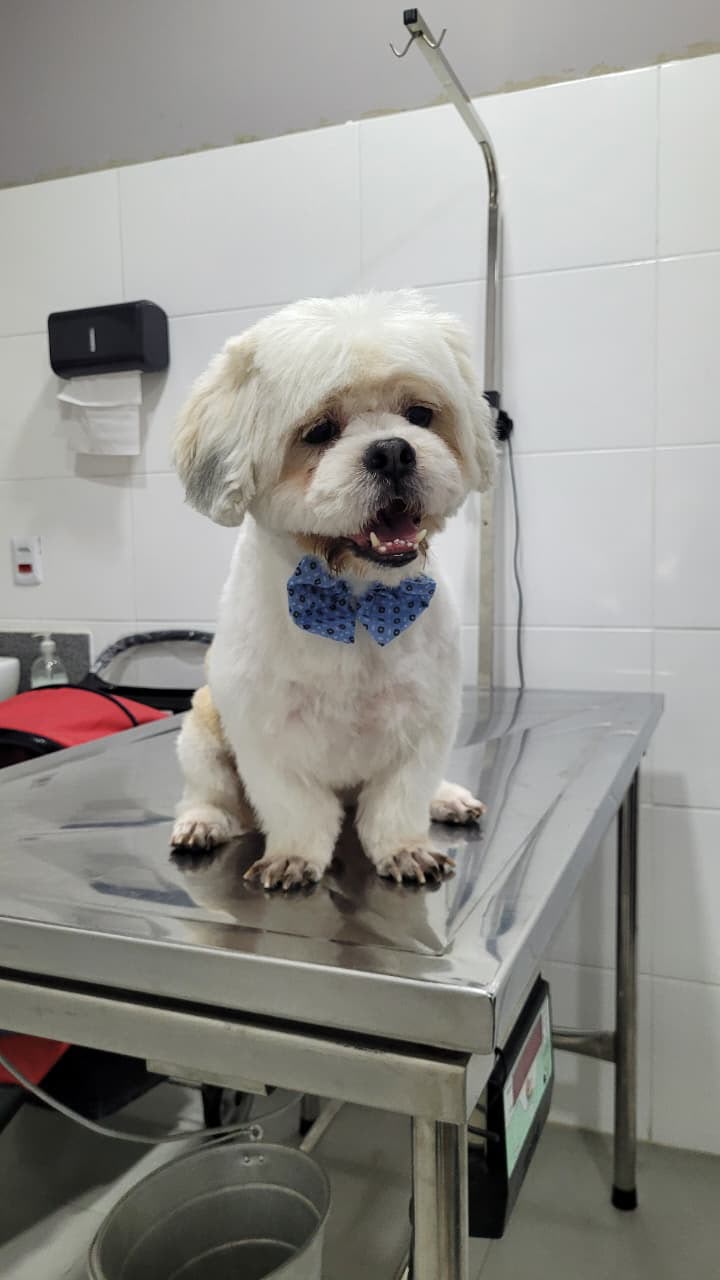Cachorro com gravata borboleta após o banho