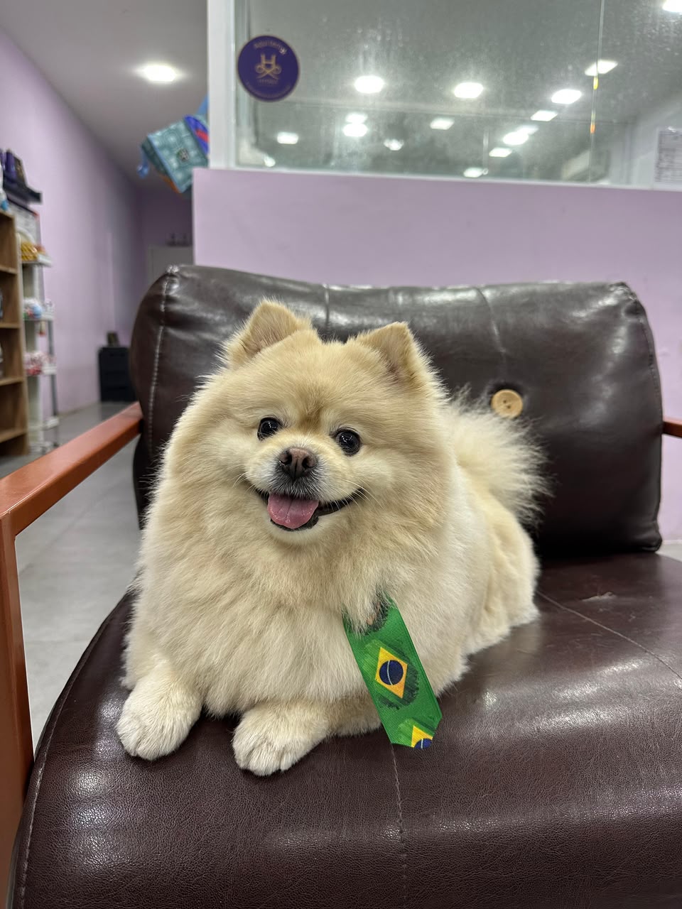 Lulu da Pomerânia na poltrona da LabellaPets