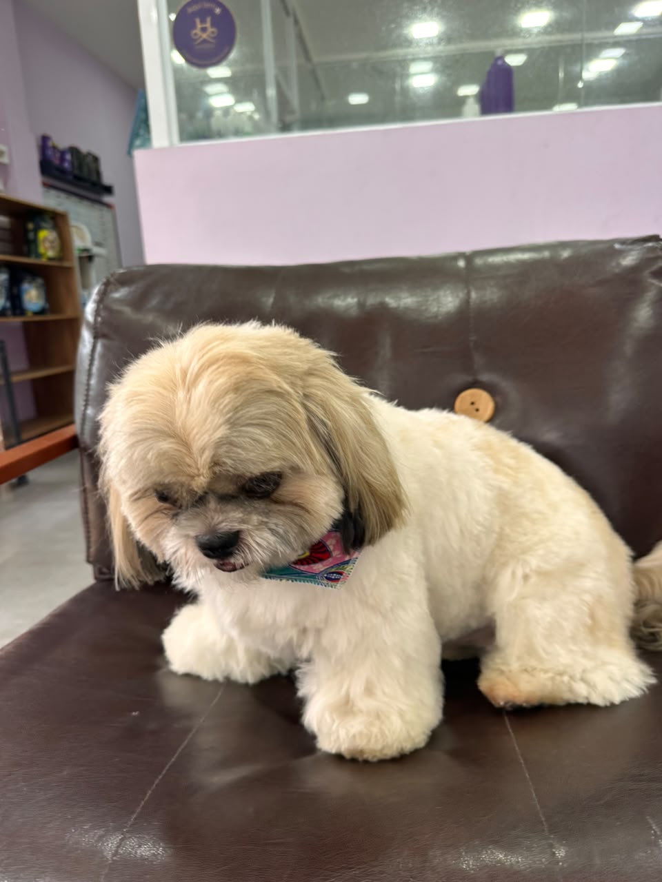Shih tzu recém-tosado na poltrona da LabellaPets