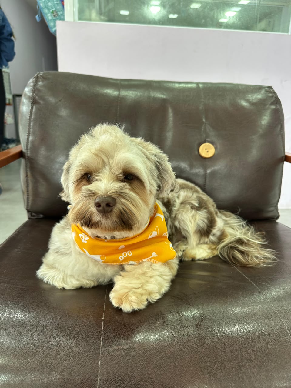 Cachorro com bandana laranja na LabellaPets