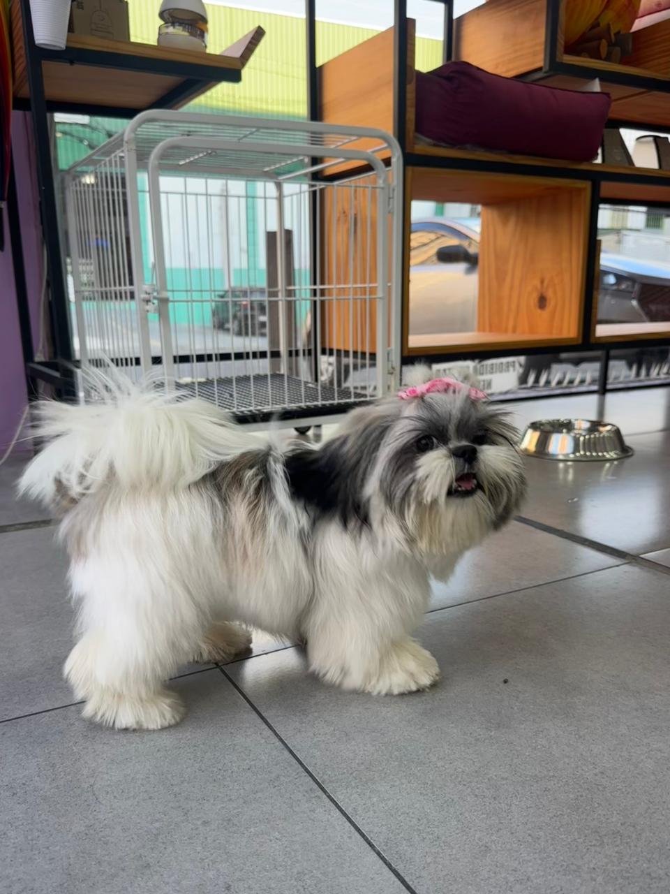 Cachorro na loja da LabellaPets