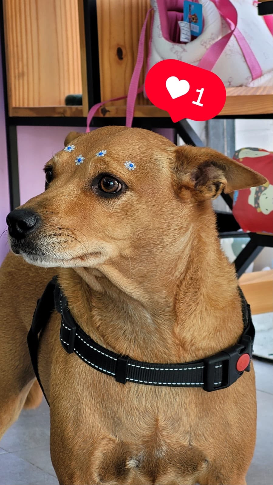 Cachorro com enfeites no pelo na LabellaPets