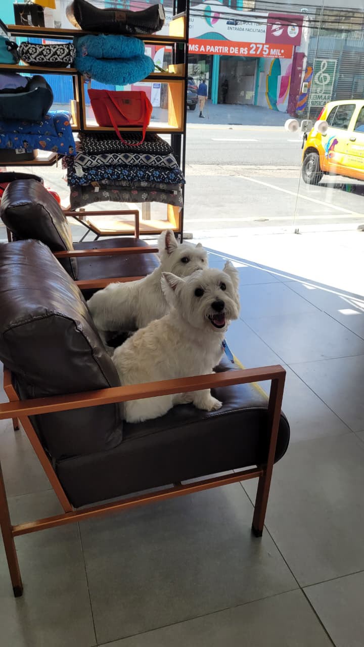 Dois cachorros na poltrona da LabellaPets